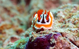 Sipadan_2015_Doris magnifique_Chromodoris magnifica_IMG_2664_rc